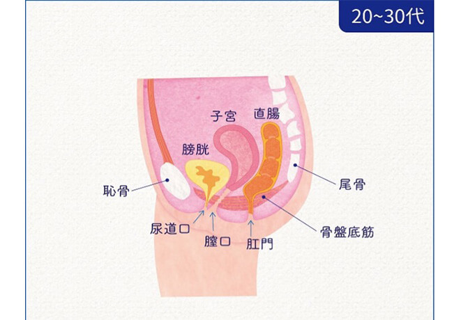 骨盤底筋群