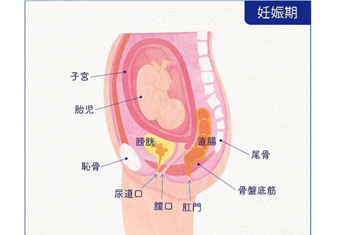 骨盤底筋群