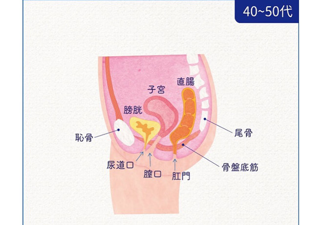 骨盤底筋群